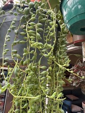 4 x Senecio String of tears