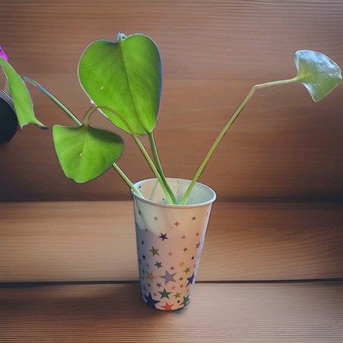Monstera deliciosa swiss - monstera,