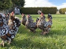 Millefleur Belgium d’Uccle