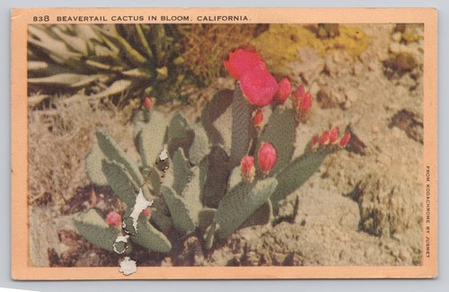 Post card beavertail - cactus, in