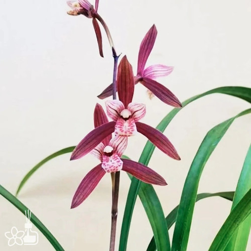 Cymbidium ensifolium 建兰 - cymbidium,