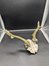 British Fallow Buck Skull Cap