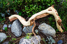 Manzanita Driftwood Branch 28"