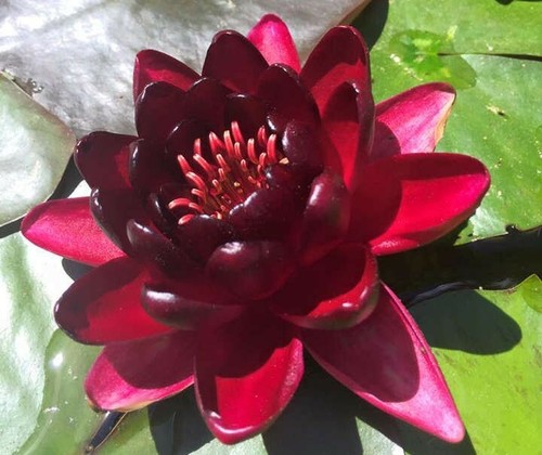 Wine red water lily - 1,
