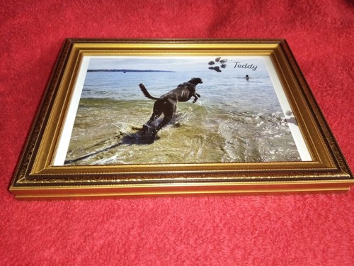 Greyhound picture teddy - picture, -teddy