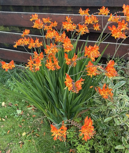 Crocosmia masoniorum orange - 10,