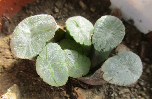 Haworthia maughanii - haworthia,