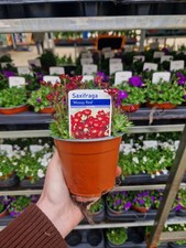 Saxifraga Mix Alpine Garden