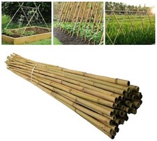 6ft Large Bamboo Canes Plants