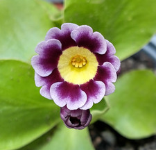 Primula auricula 25 seeds