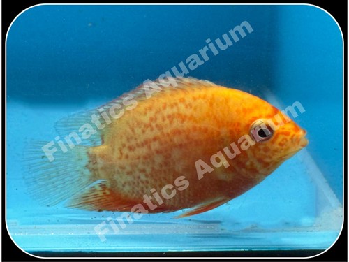 One red severum - one,