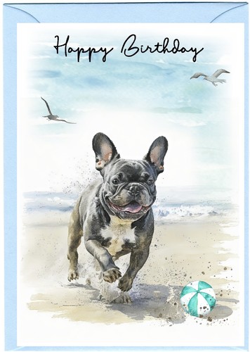 French bulldog frenchie - /, (4"x