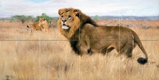 savanna africa lion W. Spielende Tile Mural Wall Backsplash Art Marble Ceramic