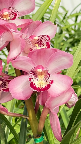 Cymbidium barrita brilliance - barrita,
