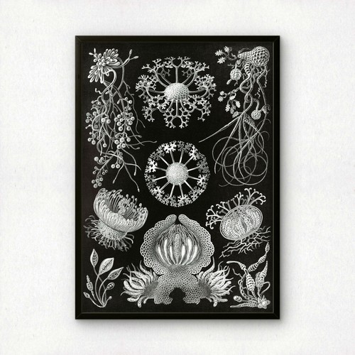 Ernst haeckel art - art, print