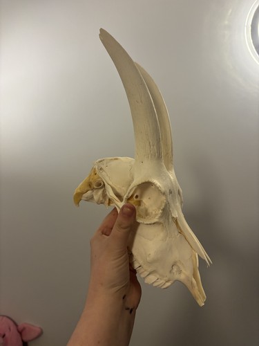 Goat skull taxidermy - skull,