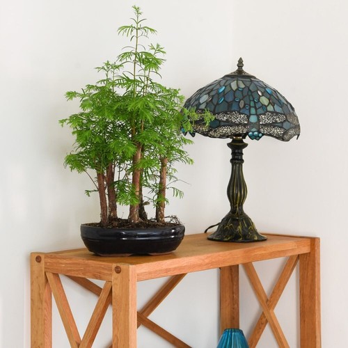 Bonsai plant forest - bonsai,