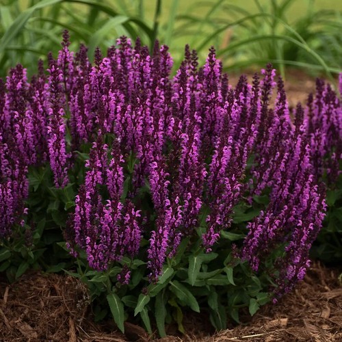 Bumbleberry salvia seeds - 50,