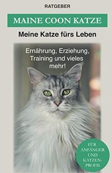 Maine coon katze - coon:,