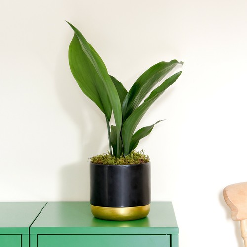 Suttons aspidistra cast iron - suttons,