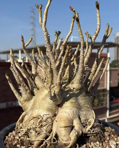 Dia 5cm tall - , adenium
