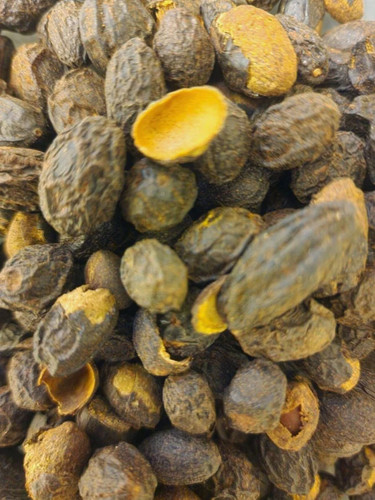 Saw palmetto berries - saw,