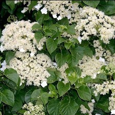 Hydrangea Petiolaris Climbing Deciduous Shrub Hardy Outdoor Garden Plant in Pot