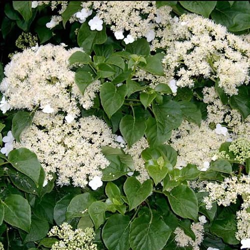 Hydrangea petiolaris climbing - hydrangea,