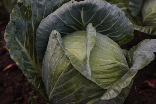 White cabbage plug - white,