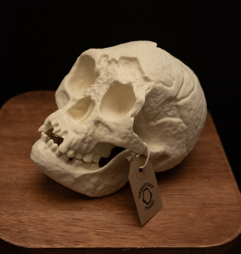 Homo floresiensis skull - floresiensis,