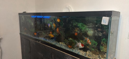Fish tank aquarium - tank, with