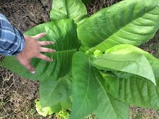 Tobacco Seed: Ontario Bold Tobacco- Early Short Plants High Yield Seed Fresh 500