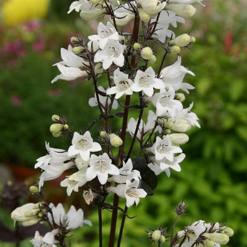 Penstemon husker red - penstemon,