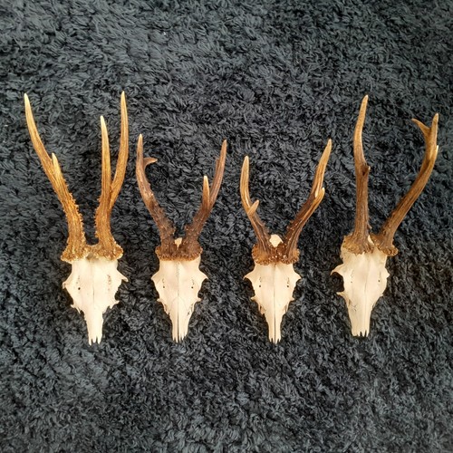 Roe deer heads antlers - deer, heads,