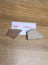 Raptor & Saltasaurus Egg