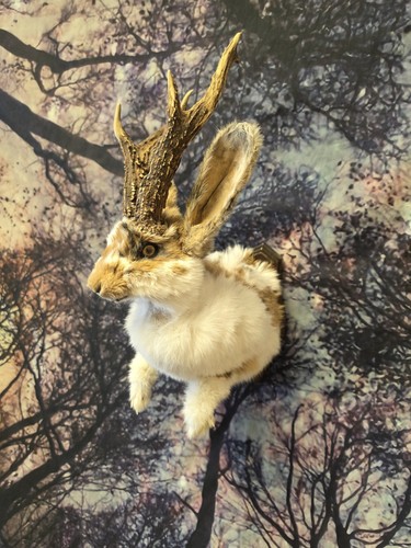 Jackalope taxidermy half mount - jackalope,