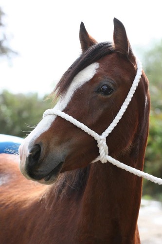 White rope halter hand - rope, in