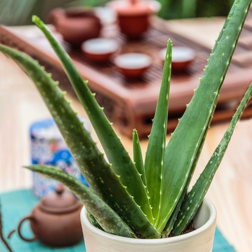 Indoor aloe vera barbadensis - vera,