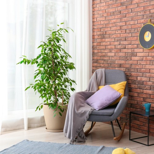 Ficus benjamina indoor - benjamina,