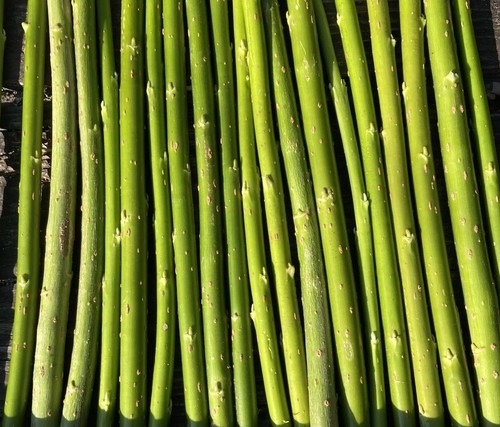 30cm hybrid willow - 30cm,