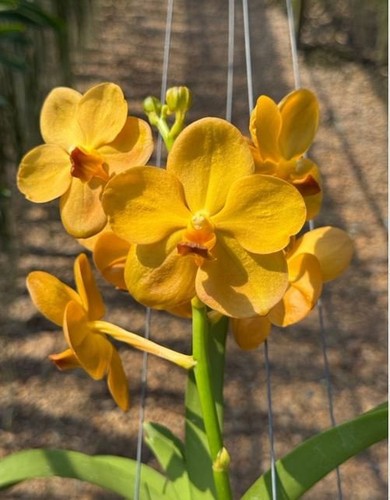 Rare vanda chartreuse - chartreuse, gold