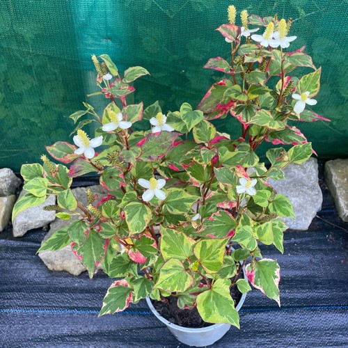Houttuynia cordata chameleon - cordata,