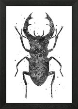 Stag beetle Framed Wall Art