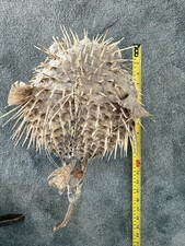 Taxidermy Vintage Hanging