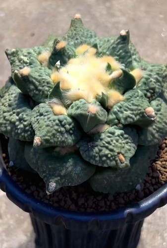 2cm rare live house - rare,