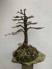 Larch Yamadori Bonsai Tree
