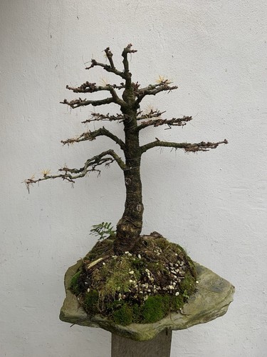 Larch yamadori bonsai tree - larch,