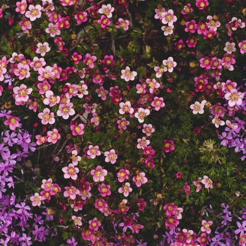 Saxifraga arendsii mossy - saxifraga,
