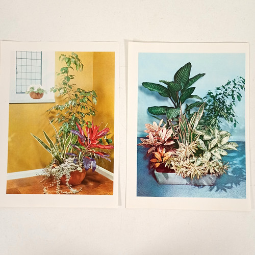 Botanical houseplant - x,