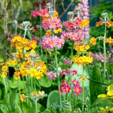 3 x Candelabra Primulas in